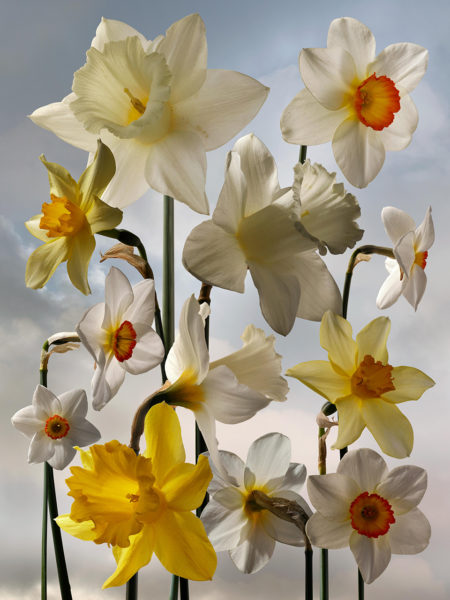 Floral personnal work by mathilde karrèr